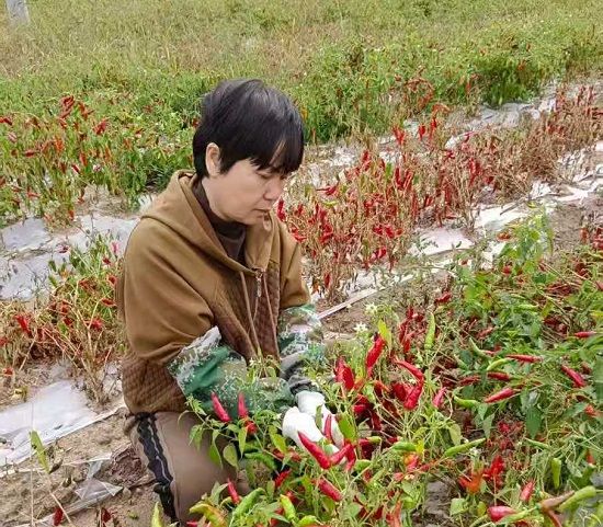 庭院經(jīng)濟種植 庭院經(jīng)濟種植